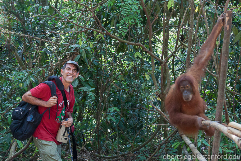 orangutan